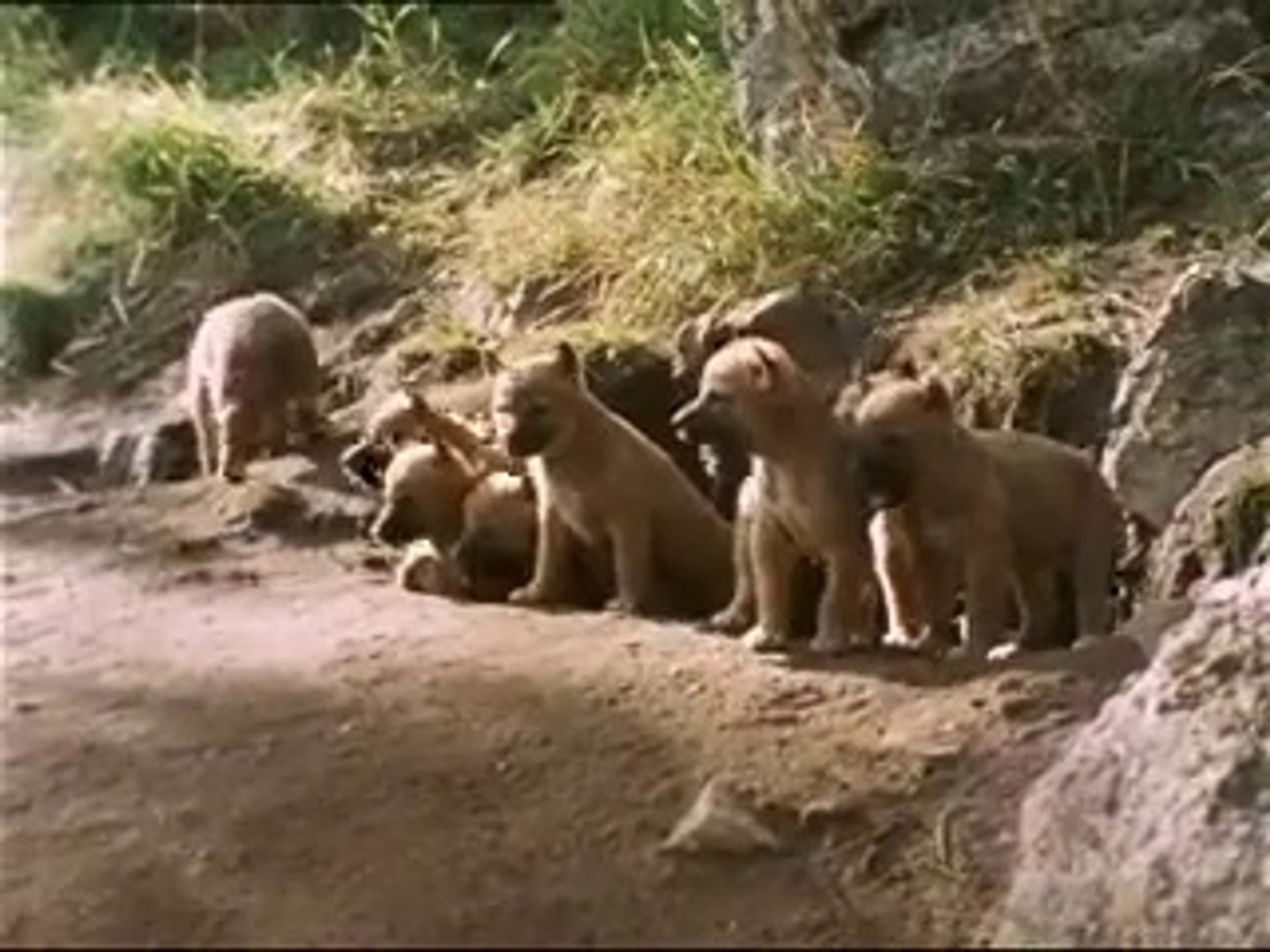 Lions 101  Nat Geo Wild 