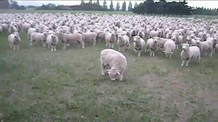 Man Commands Flock of Sheep