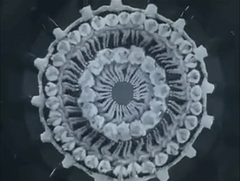 Busby Berkeley maître des mouvements kaléïdoscopiques