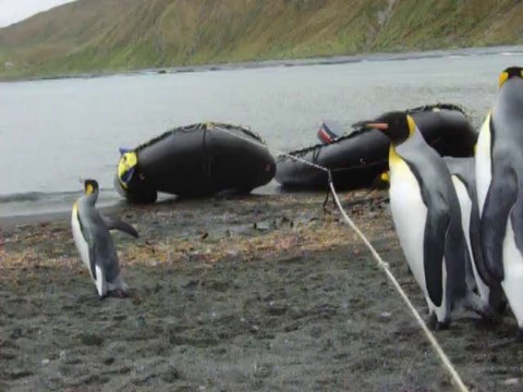 Hilarious penguin playing with a rope! So so cute.