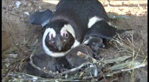 Naissance de manchots du Cap