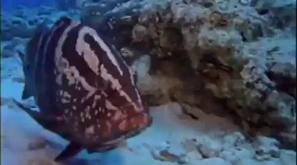 EVOLUTION_ THE EVOLUTIONARY ARMS RACE - NOVA - Discovery_Science_History (documentary)