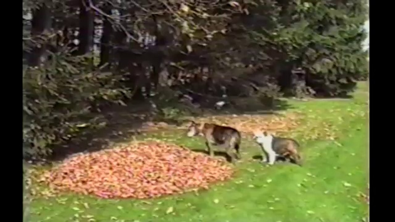 Bu Videoyu İzledikten Sonra Bulldogları Çok Seveceksiniz