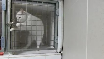 Prison Break Kedi Versiyonu