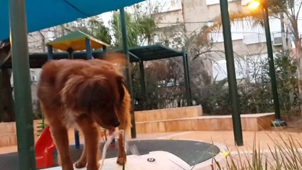 Puppy Knows How to Quench Thirst