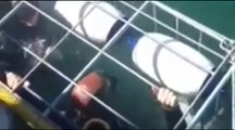 Great White Shark Gets Inside Diving Cage