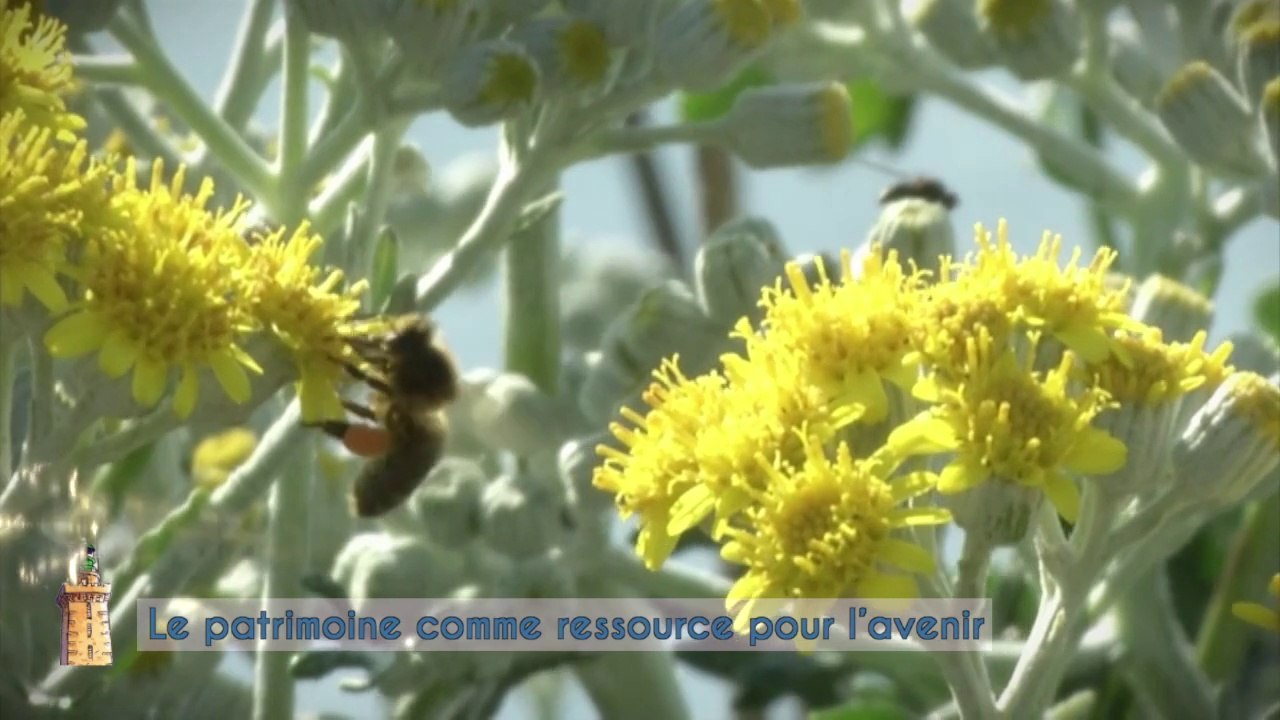 Préserver les écosystèmes et les phares