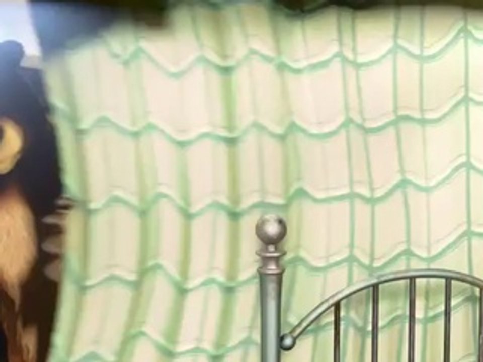 Маша и медведь - Первая встреча (Еще!)