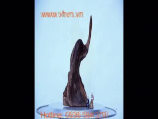 GỖ LŨA - GỖ NGỌC AM - VHVN.VN