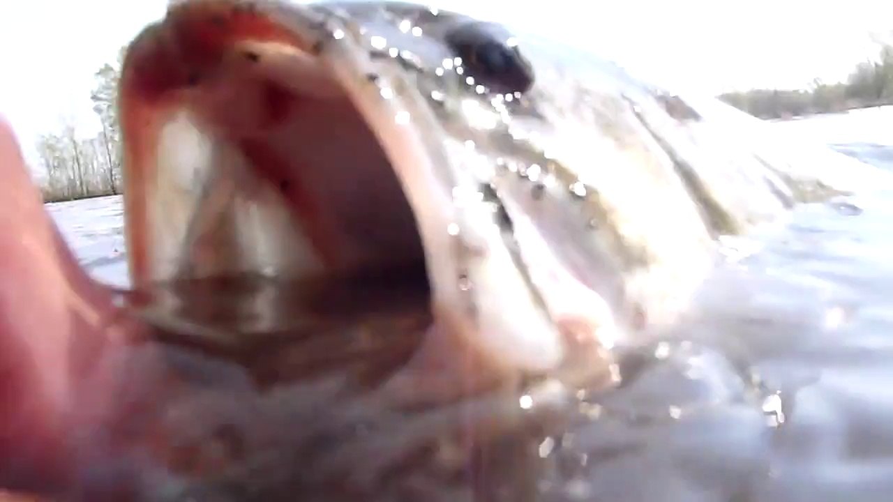 Bass de 49 pour Rocco du F.U.K