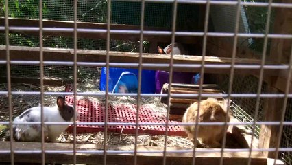 British Animal Sancturary in Taipei Taiwan - Sean 7