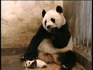 bébé panda effraie maman panda