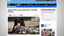 Zookeepers Hand-Raising Bear Cub After Mother Eats Other Two