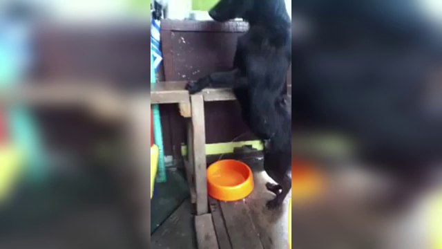 Un chien fait pipi debout