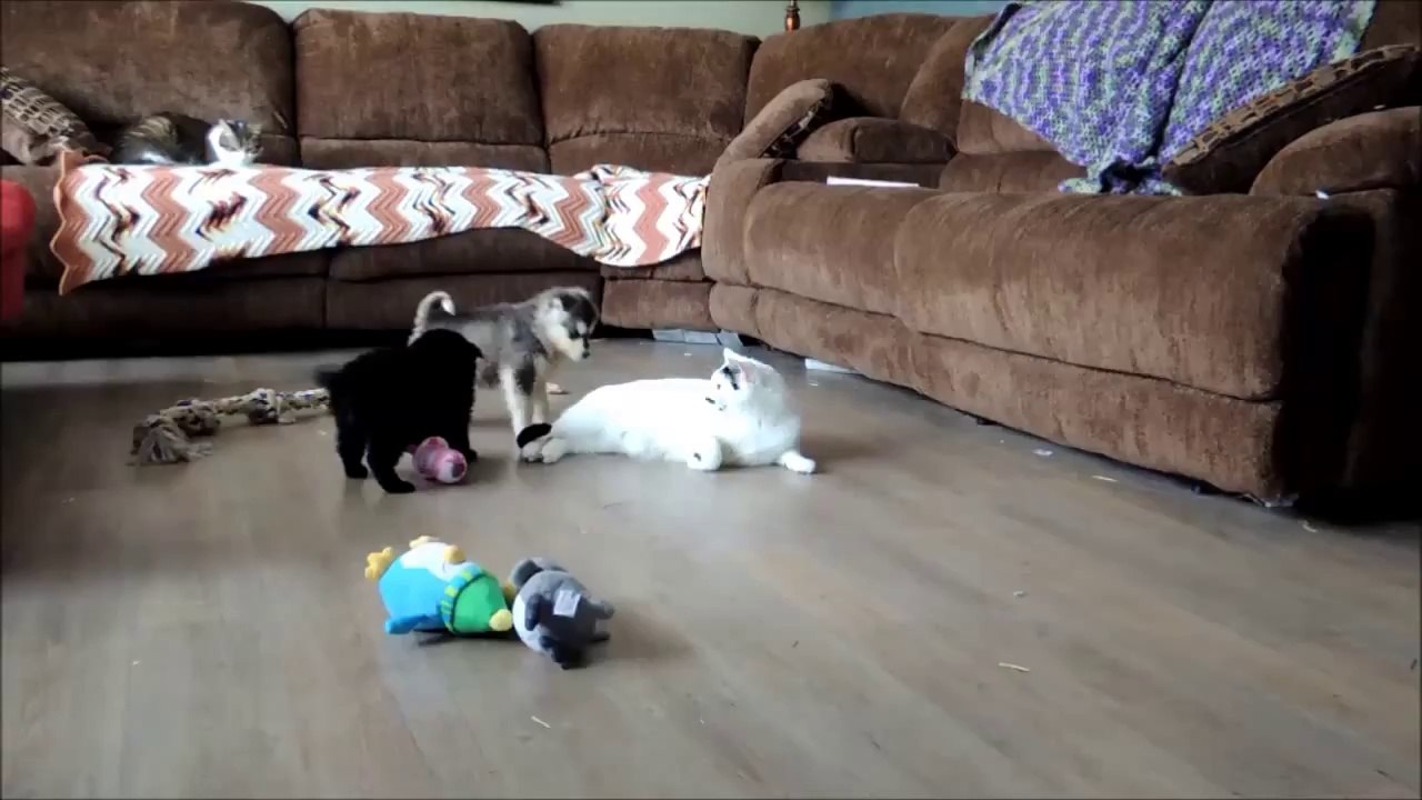 Foster Puppies Adore Cat