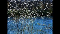 Бяла пролет... ...(music Andre Rieu)... ...