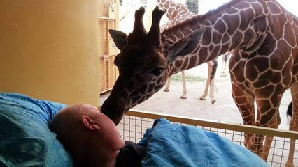 A Giraffe Gives Terminally Ill Zoo Worker A Kiss Goodbye