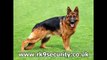 Personal Protection Dogs, Security Dogs, For Sale, Training | www.rk9security.co.uk