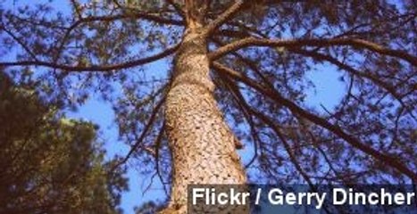 Scientists Complete Largest Sequenced Genome Yet