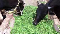 Cows drinking blood and should be cleaned