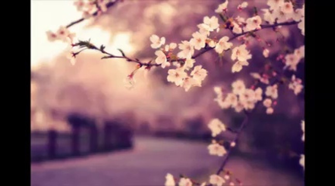 Sakura- Ikimono Gakari Fandub