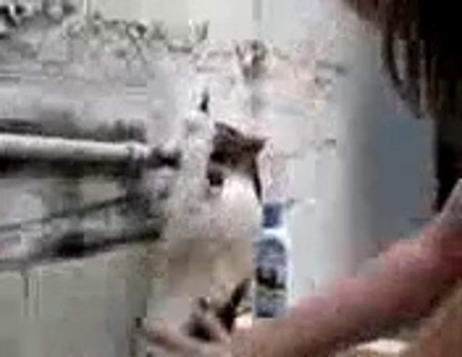 gato q ñ gosta de banho