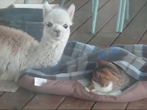lacey-the-alpaca-snuggles-with-the-cats