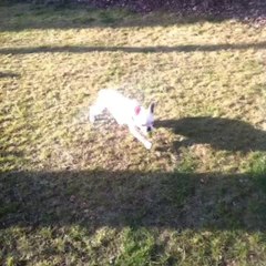 lazy-freddie-the-french-bulldog