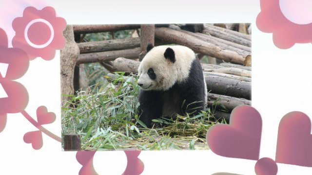 REVIEW: GIANT PANDA BREEDING BASE, CHENGDU, CHINA