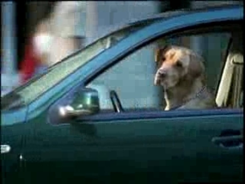 Spot Heineken: Cane in auto