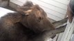 Baby Moose rescued : the animal was stuck in a fence...