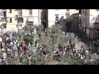 Napoli - Un nuovo ulivo in piazza Olivella a Montesanto -1- (21.03.14)