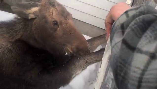 Un bébé élan coincé dans une barrière sauvé de la mort! Beau geste...