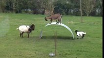 Goats having fun  - M-Xpert.Net