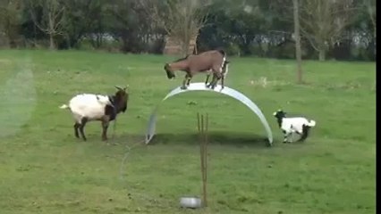Goats having fun  - M-Xpert.Net