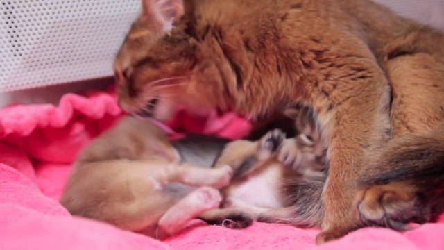 Chatons Somalis - 2 weeks