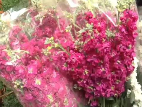 Newrouz ; nouvel an , jour du printemps en Iran