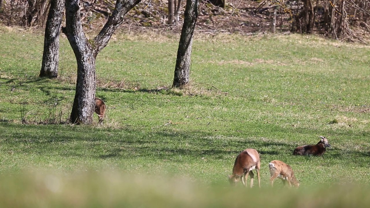 Mouflons méditerranéens dans le Vercors le 18 03 2014