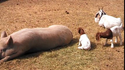 BABY GOAT PLAYS ON PIG