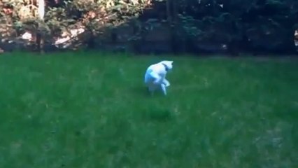 Cat Goes Crazy Chasing Tail