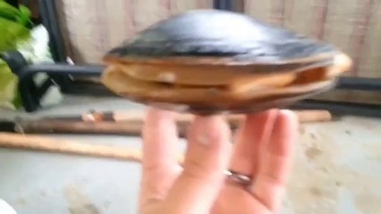 Clam With Massive Tongue Licks Salt