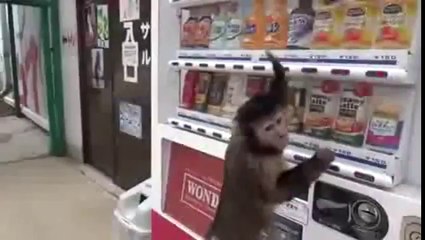 Clever Monkey Buys a Drink