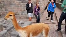 DISRESPECTFUL LLAMA SPITS IN GIRL'S FACE