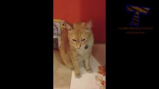 Cute cats feel guilty - Funny guilty cat compilation(wmv)(wmv)(wmv)(wmv)(wmv)(wmv)(wmv)(wmv)(wmv)(wmv)(wmv)(wmv)(wmv)