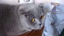 Cute cats feel guilty - Funny guilty cat compilation(wmv)(wmv)(wmv)(wmv)(wmv)(wmv)(wmv)(wmv)(wmv)(wmv)(wmv)