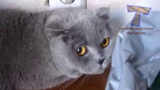 Cute cats feel guilty - Funny guilty cat compilation(wmv)(wmv)(wmv)(wmv)(wmv)(wmv)(wmv)(wmv)(wmv)(wmv)(wmv)