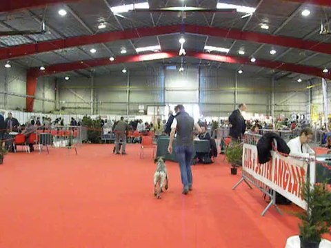 Braque du Bourbonnais, I'Yes Du Fief D'Epsom, première expo.