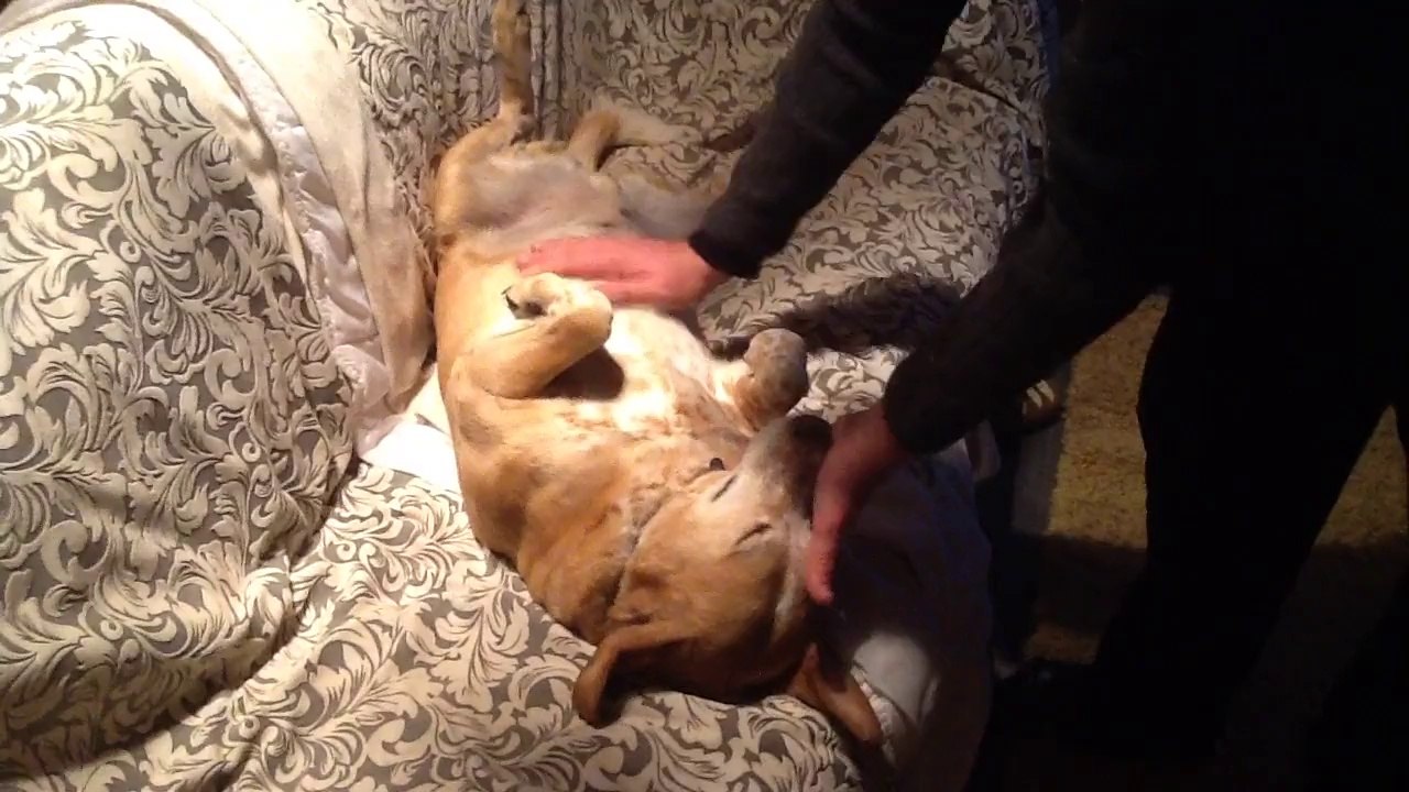 Rex