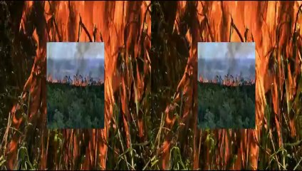 Clip -Alligator Kingdom - 3D trailer