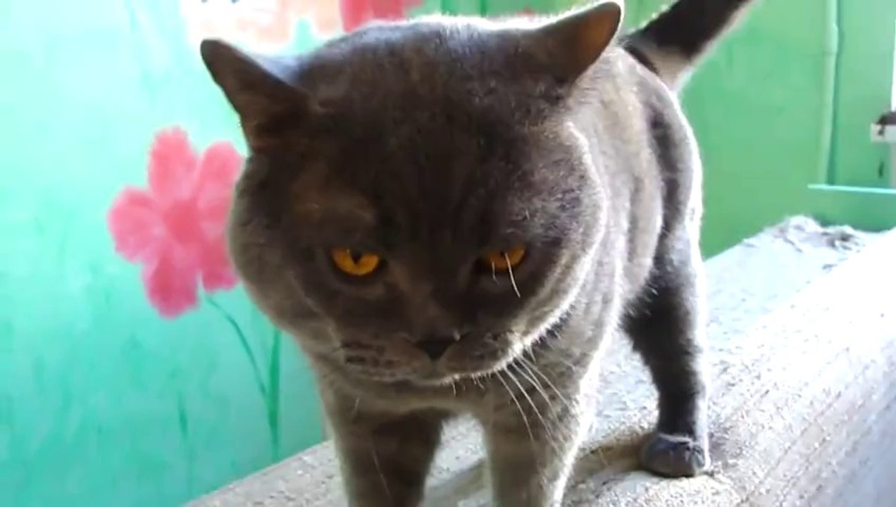 Quel est le chat coupable ?
